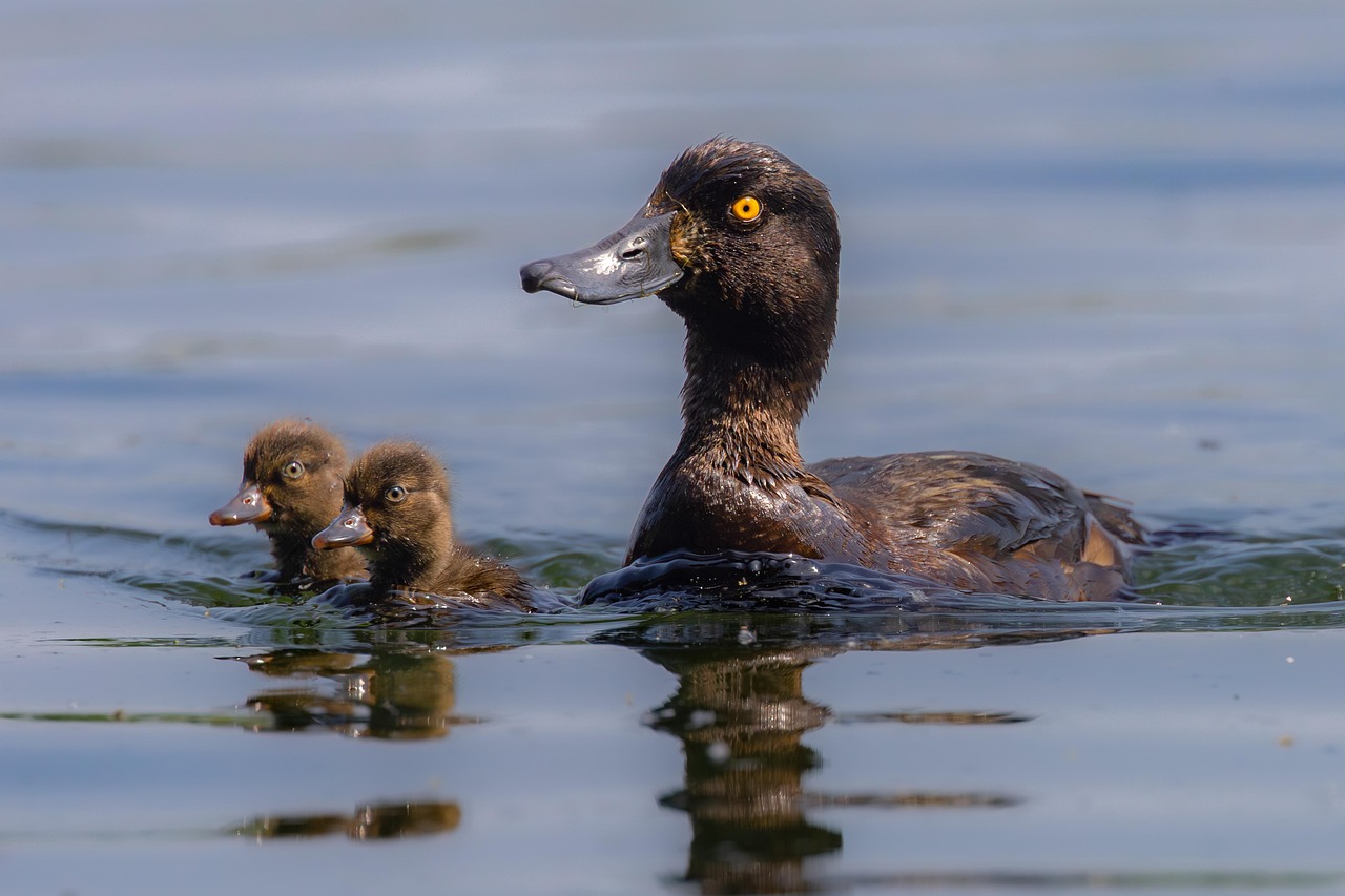 Clever Duck is growing!